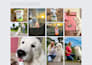 create ugc videos for your dog products or pet brand